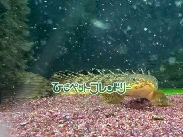 card-img