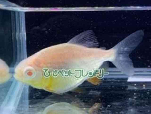 card-img