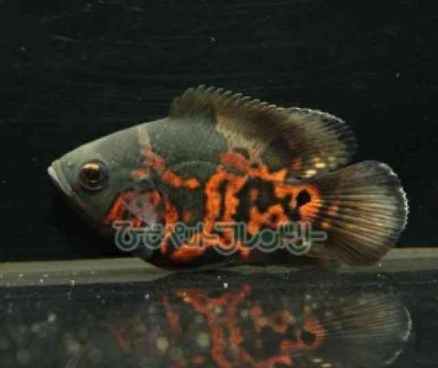 card-img