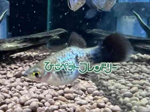 card-img