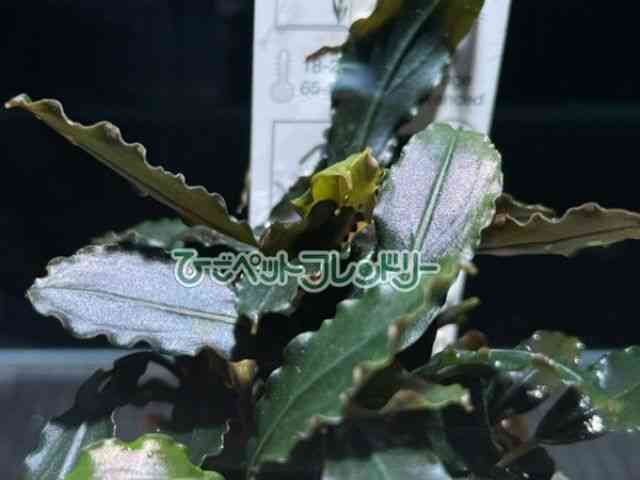 card-img