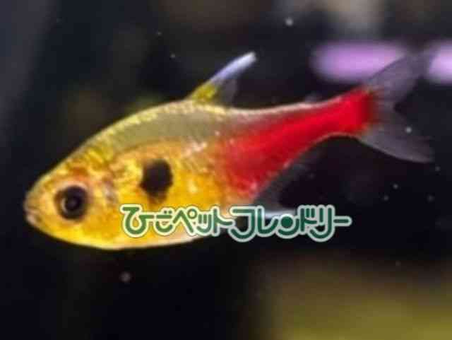 card-img