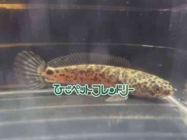 card-img