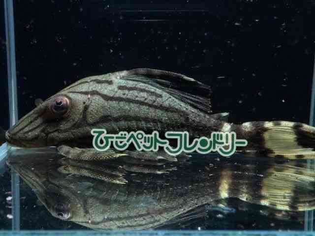 card-img