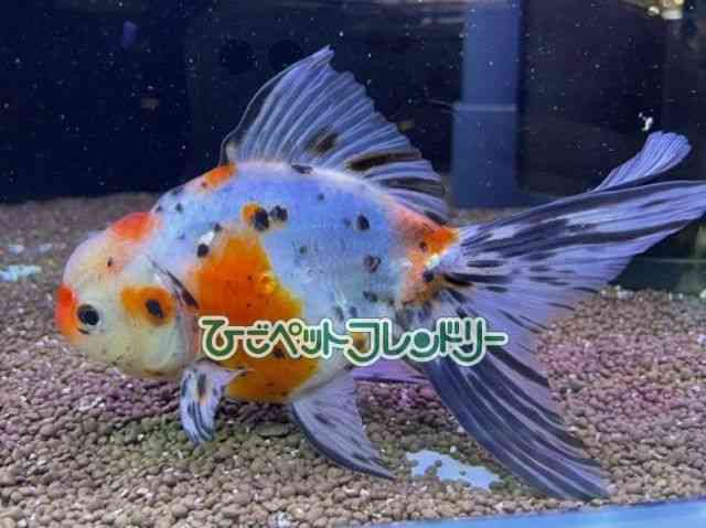 card-img