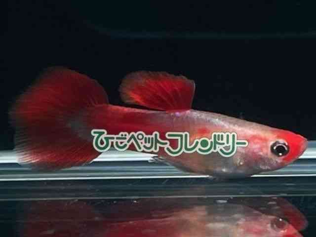 card-img