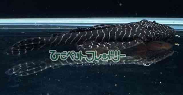 card-img
