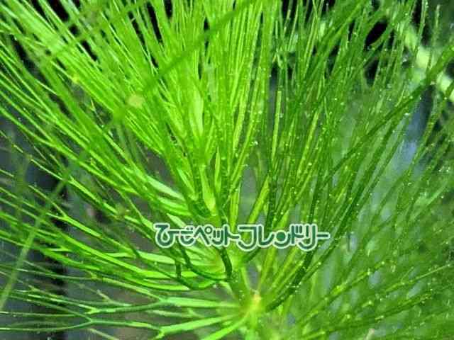 card-img