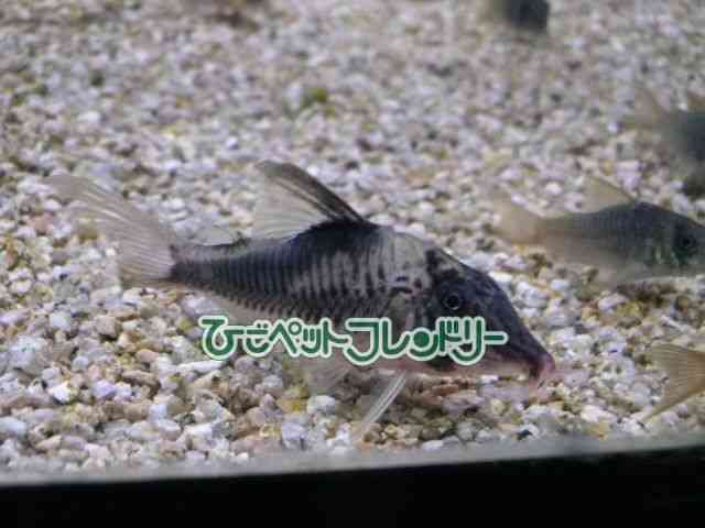 card-img