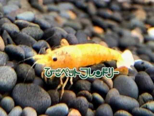card-img