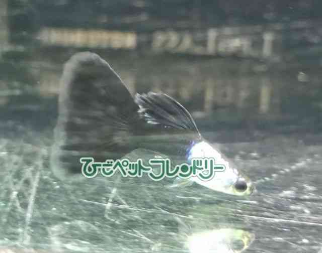 card-img