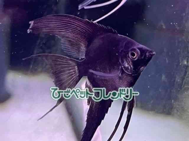 card-img