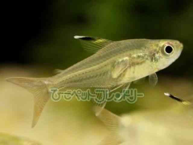 card-img