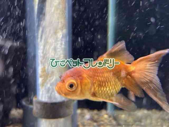 card-img