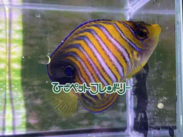 card-img