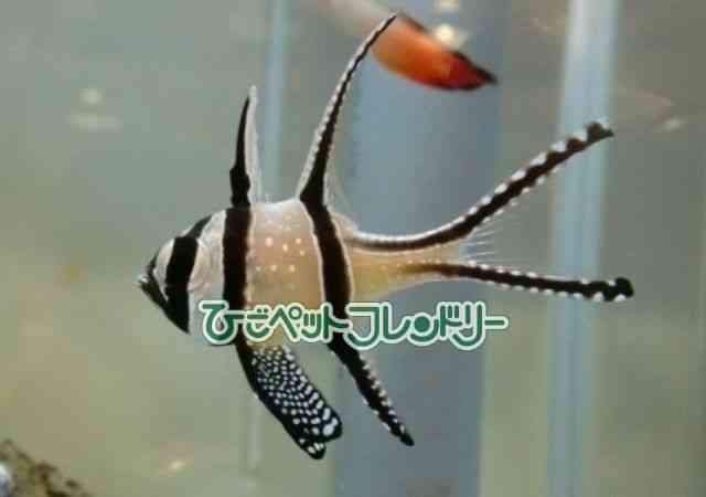 card-img