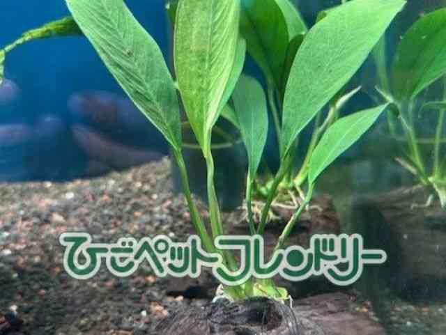 card-img