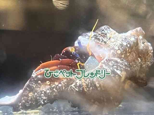 card-img