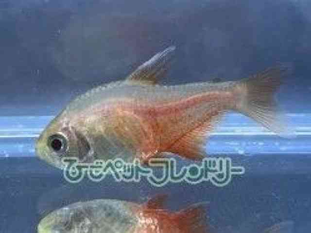card-img