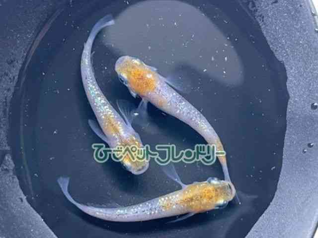 card-img