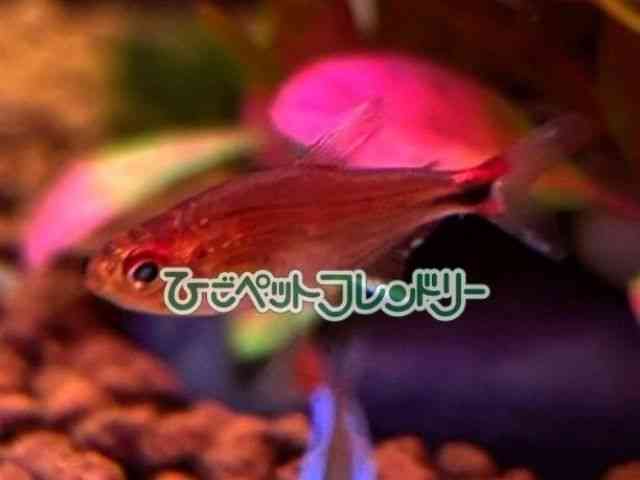 card-img