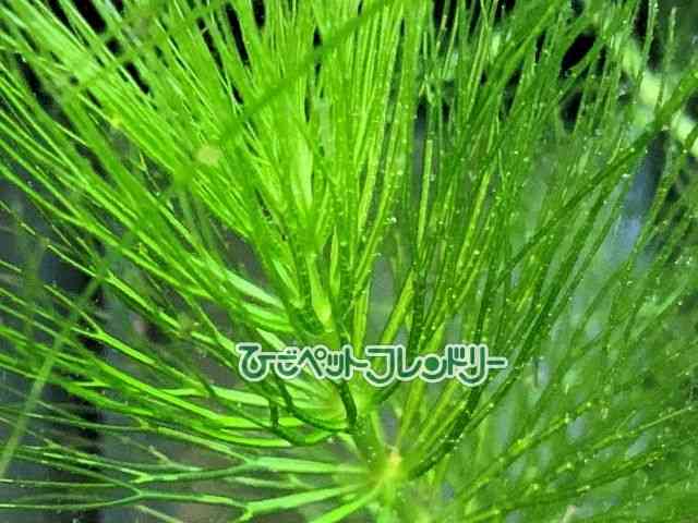 card-img