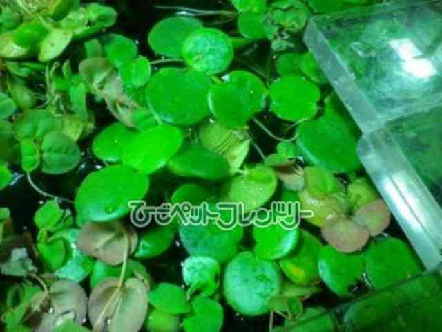 card-img