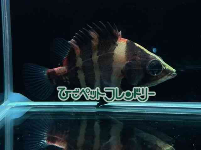 card-img