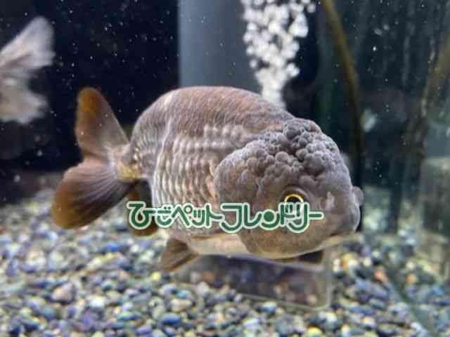 card-img