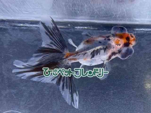 card-img