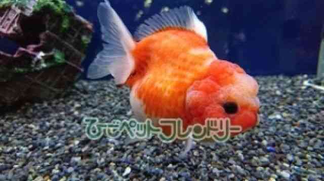 card-img