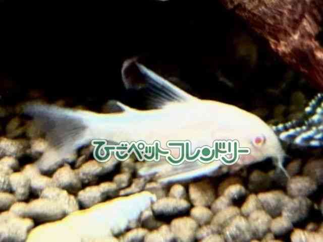 card-img