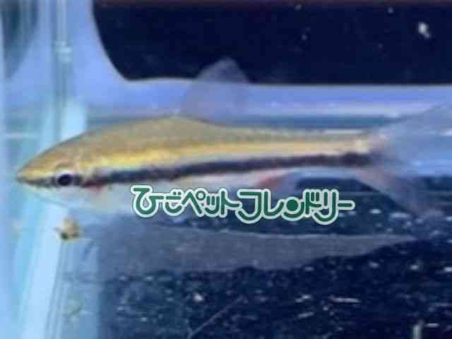 card-img
