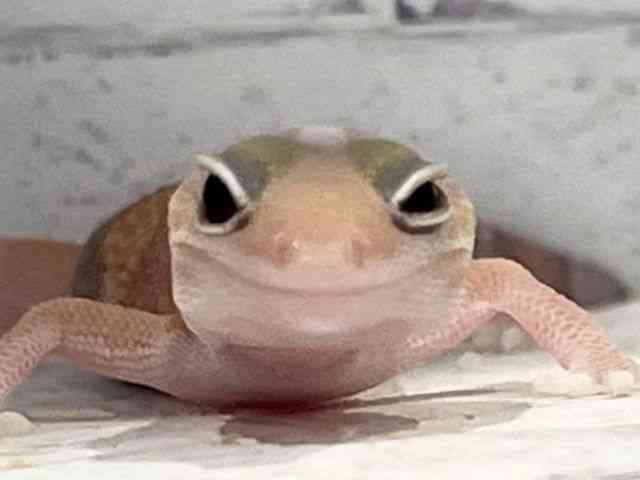 ニシアフリカトカゲモドキ