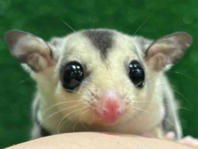 
フクロモモンガ