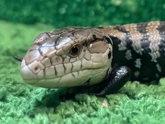 アオジタトカゲ