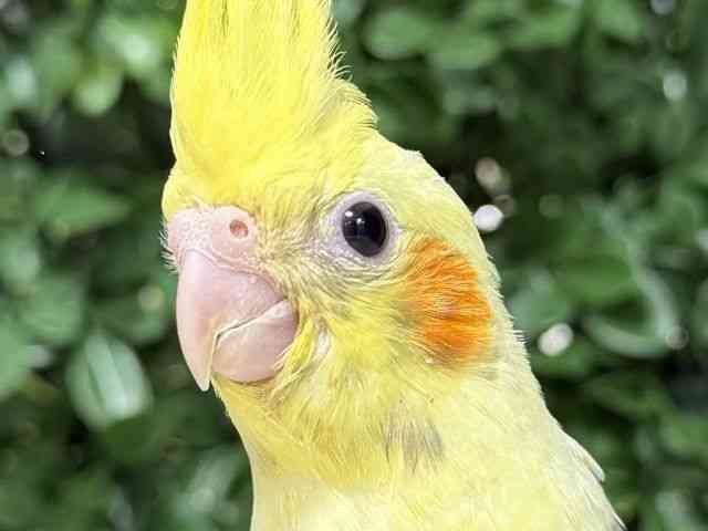 
オカメインコ