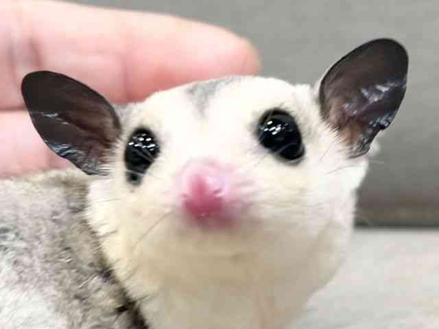 
                    フクロモモンガ