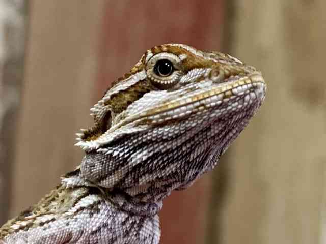 フトアゴヒゲトカゲ