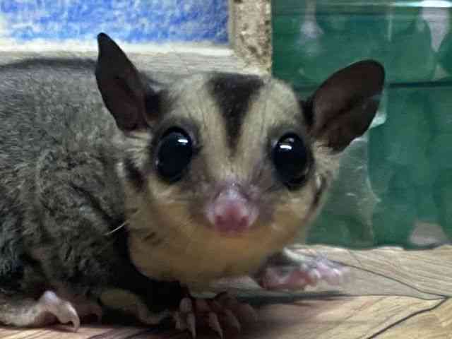 pet image
