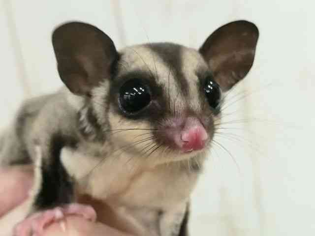 
                    フクロモモンガ