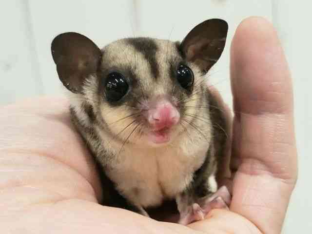 
                    フクロモモンガ