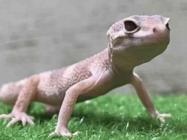 ヒョウモントカゲモドキ