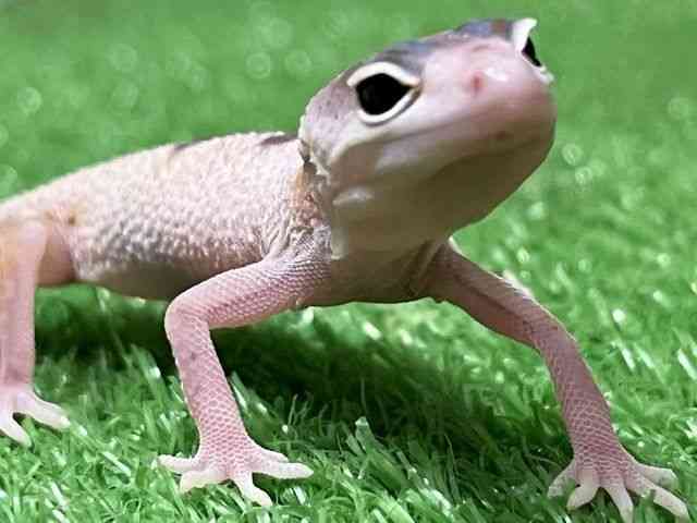 ヒョウモントカゲモドキ