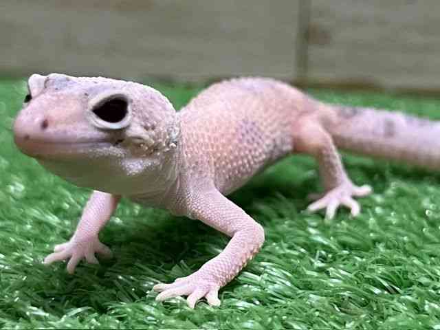 ヒョウモントカゲモドキ