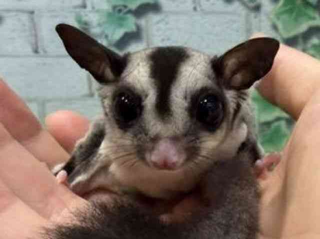 pet image