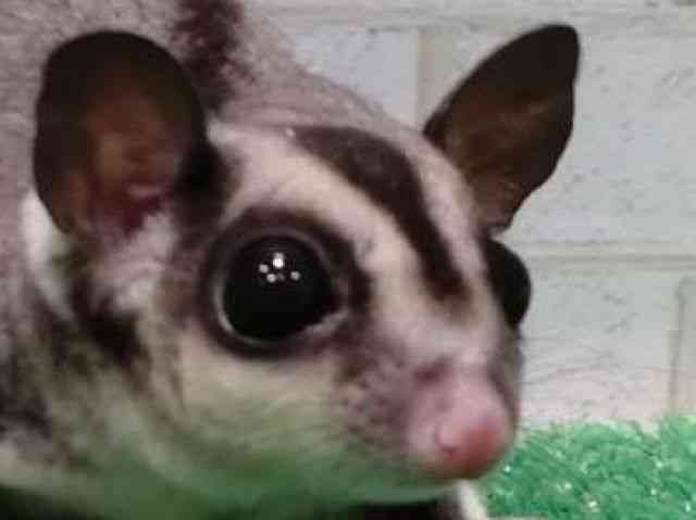
                    フクロモモンガ