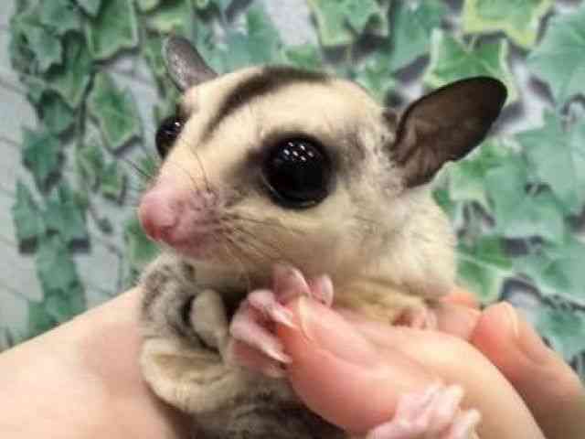 pet image