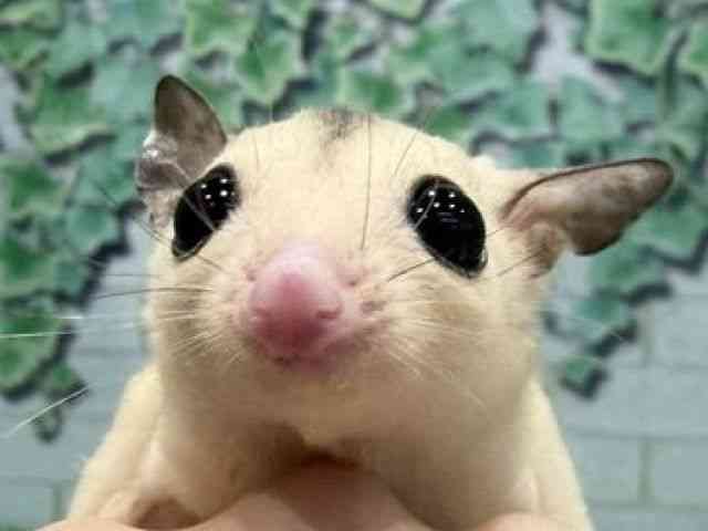 pet image