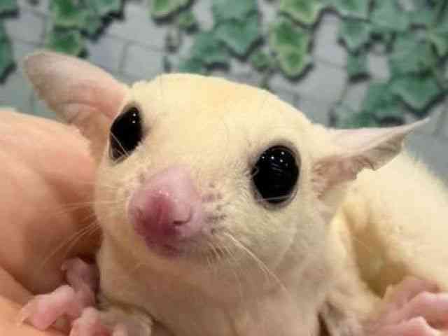 pet image